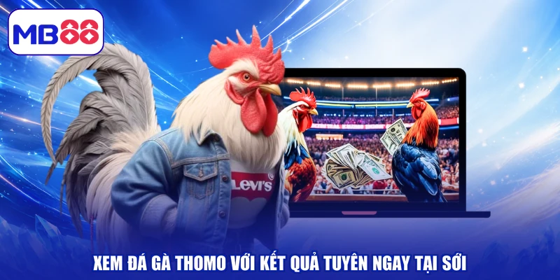 Xem đá gà thomo với kết quả cập nhật ngay tại sới
